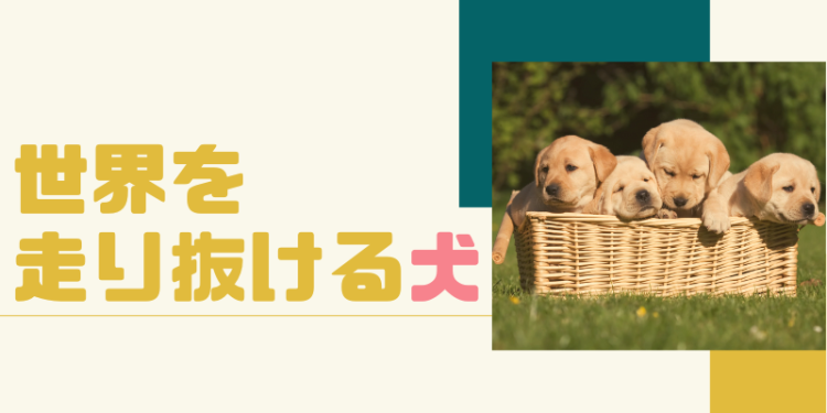 世界を走り抜ける犬